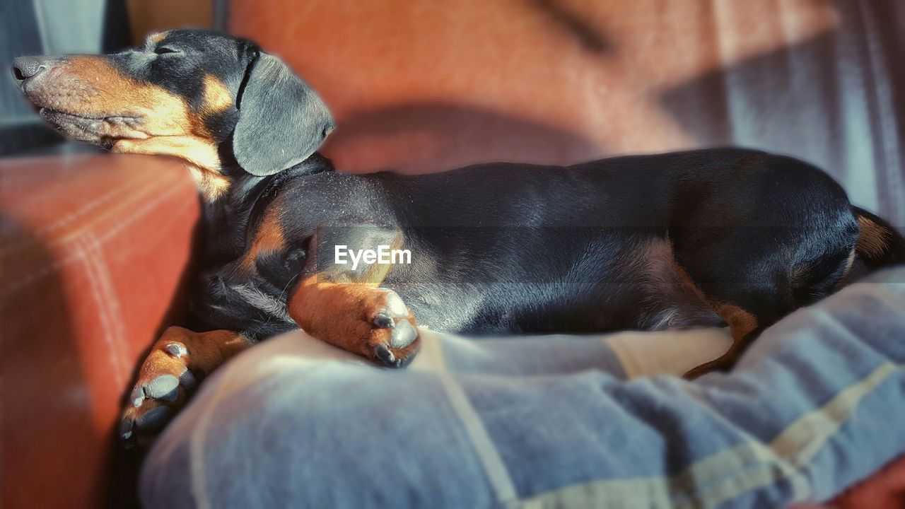 Close-up of dachshund sleeping on sofa at home