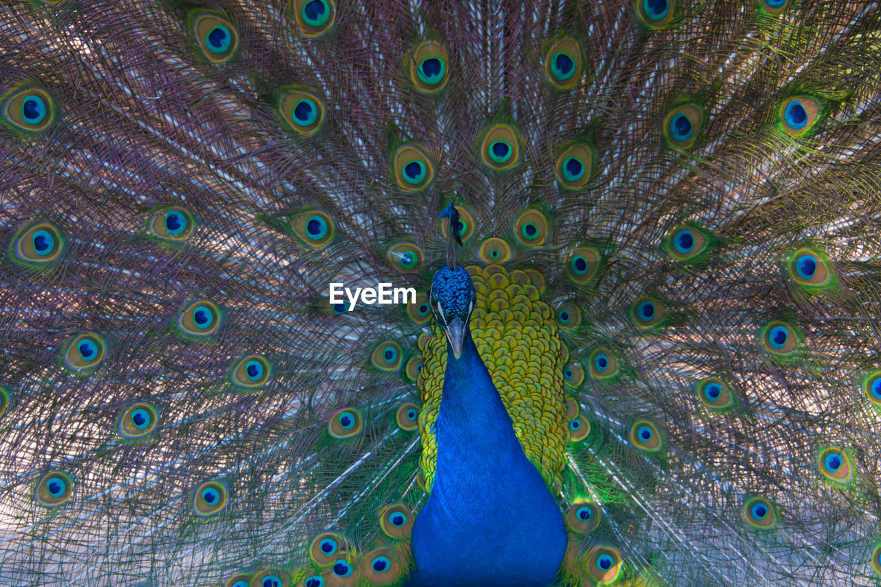 Beautiful view of a peacock