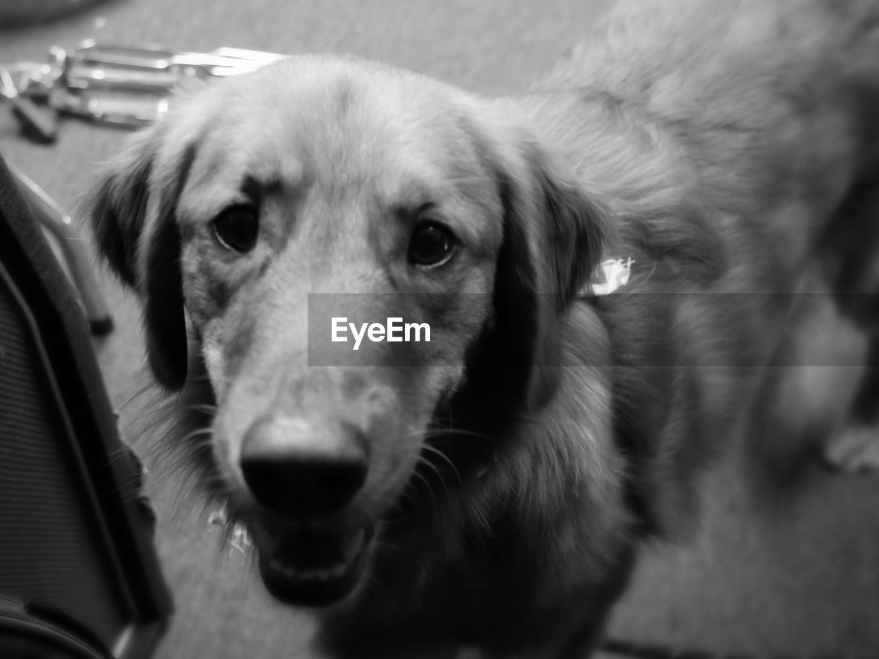 CLOSE-UP PORTRAIT OF DOG WITH CAMERA AT HOME