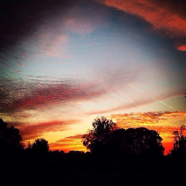 SILHOUETTE OF TREES AT SUNSET