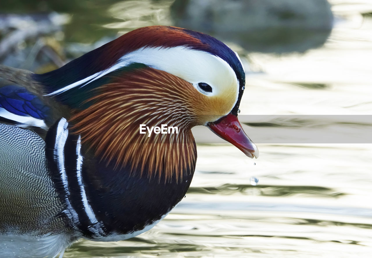 Close-up of mandarin duck swimming in lake