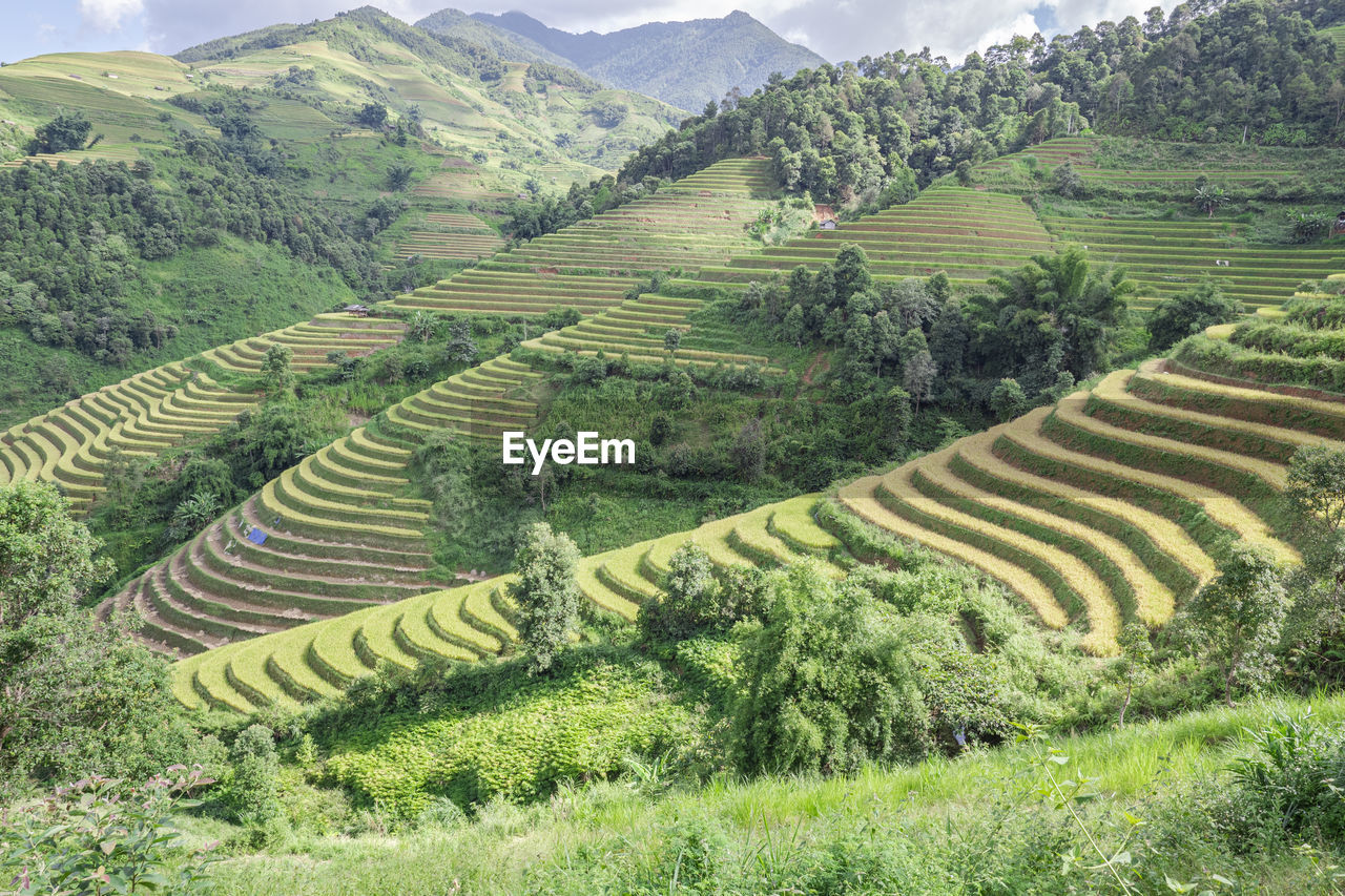 Harvest season of ripe rice on terraced fields in mu cang chai, yen bai, vietnam