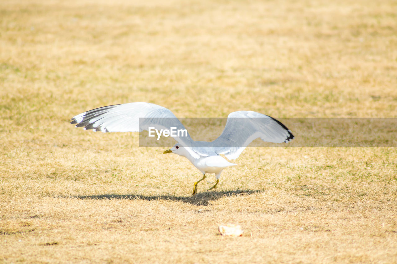 VIEW OF A BIRD FLYING OVER THE FIELD