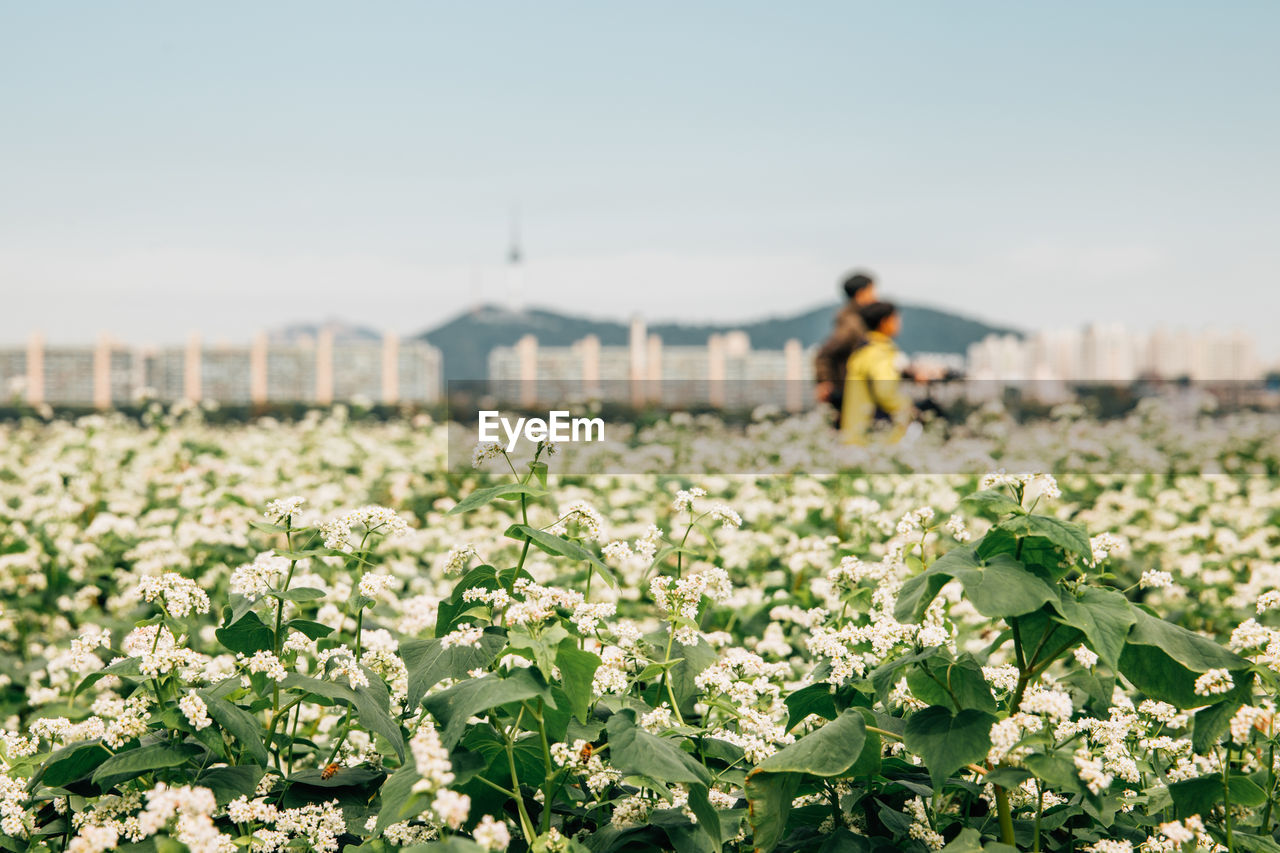 People walking amidst white flowering plants against clear sky