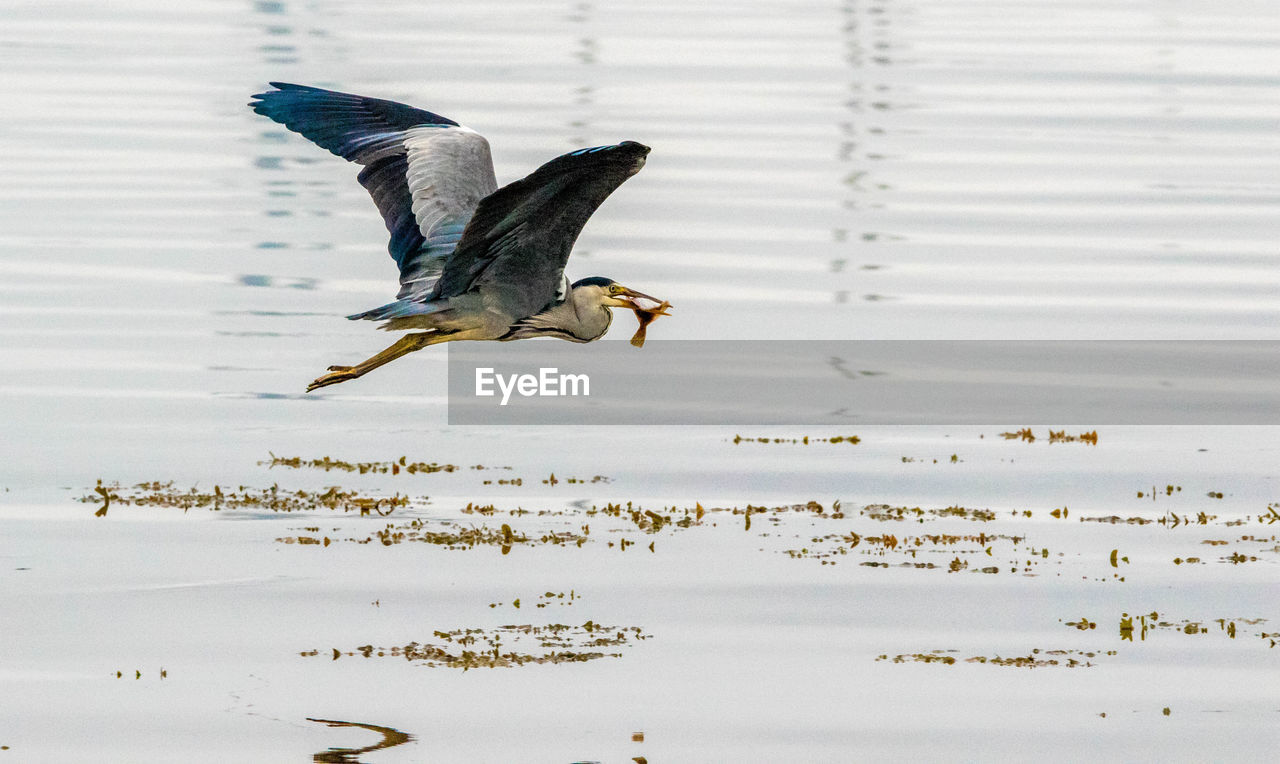 BIRDS FLYING IN A LAKE