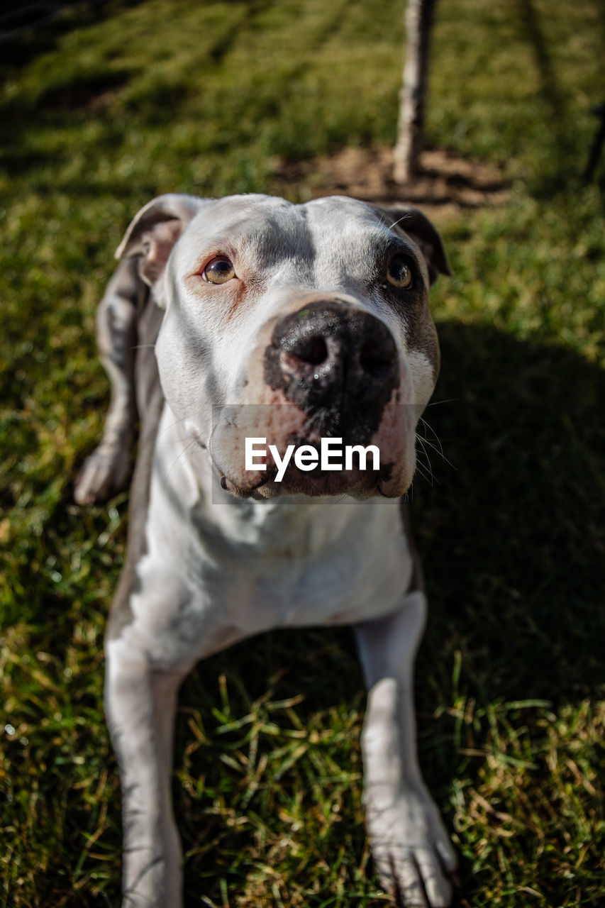 PORTRAIT OF DOG ON FIELD