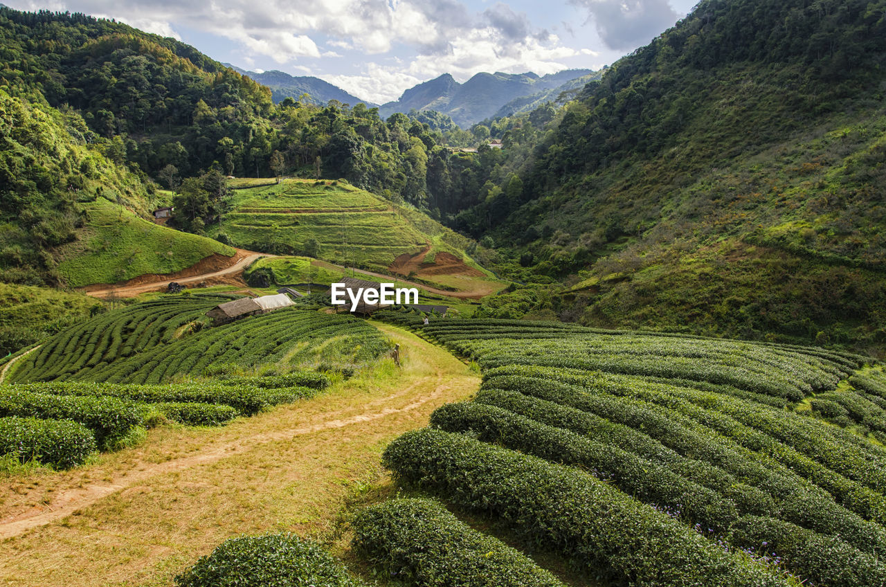 Scenic view of green landscape