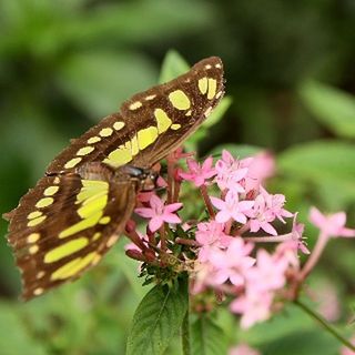 CLOSE-UP OF BUTTERFLY POLLINATING ON PINK FLOWER