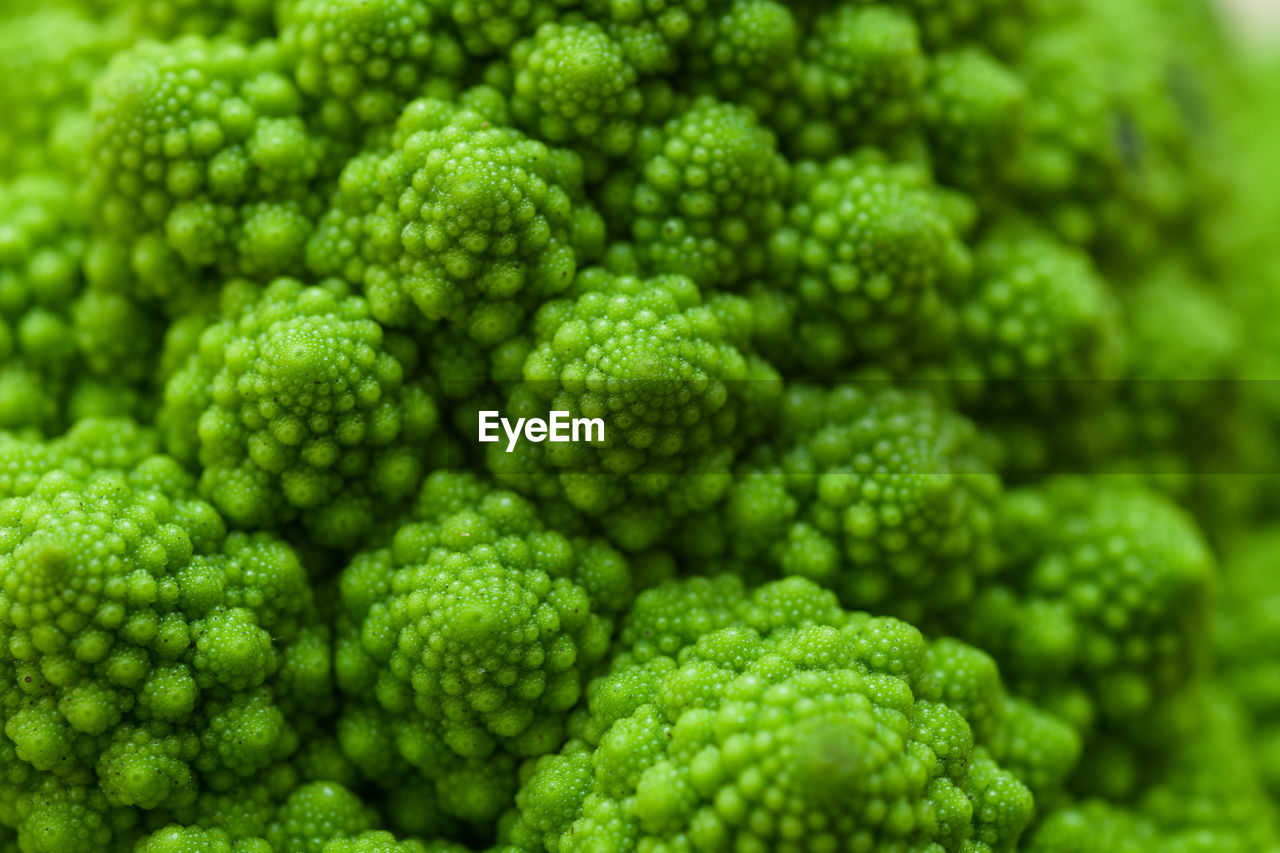 Fresh green romanesque cauliflower