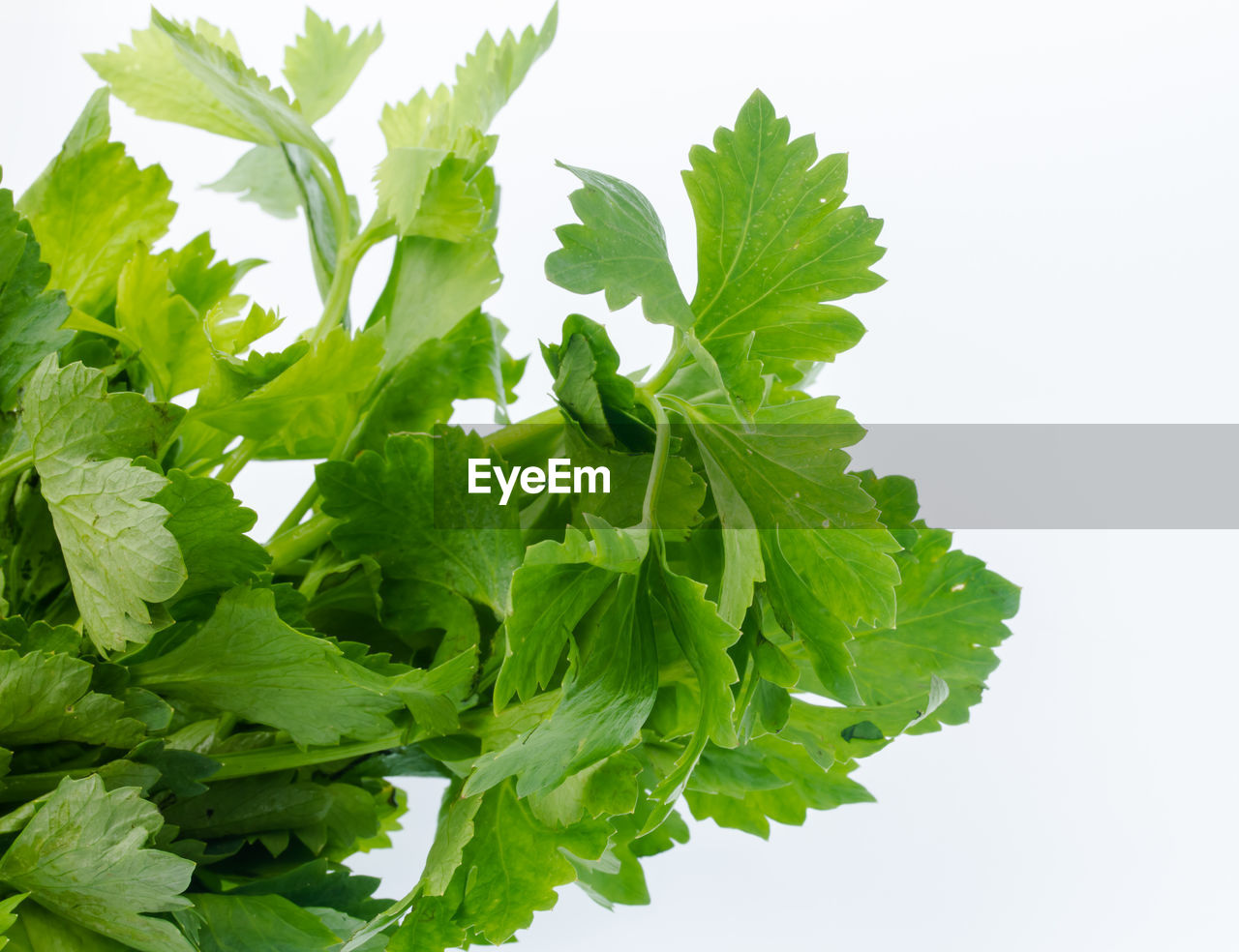 CLOSE-UP OF GREEN LEAVES ON WHITE BACKGROUND