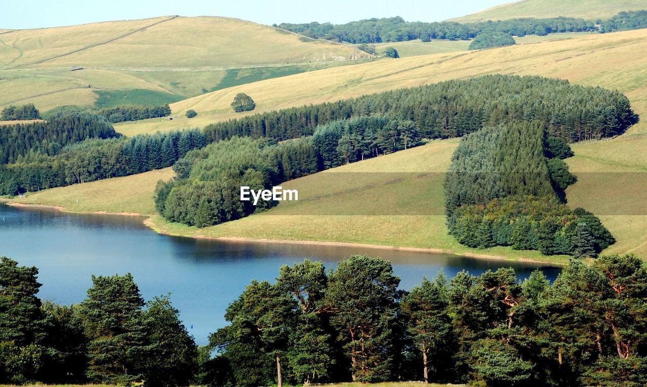 High angle view of trees in forest, peak district, uk