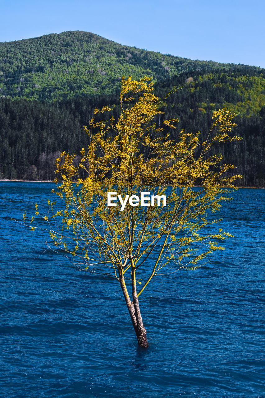 tree, water, plant, nature, beauty in nature, scenics - nature, mountain, lake, no people, blue, land, tranquility, sky, outdoors, day, environment, leaf, landscape, tranquil scene, non-urban scene, forest, clear sky, travel, reflection, flower, autumn, pinaceae, coniferous tree, travel destinations