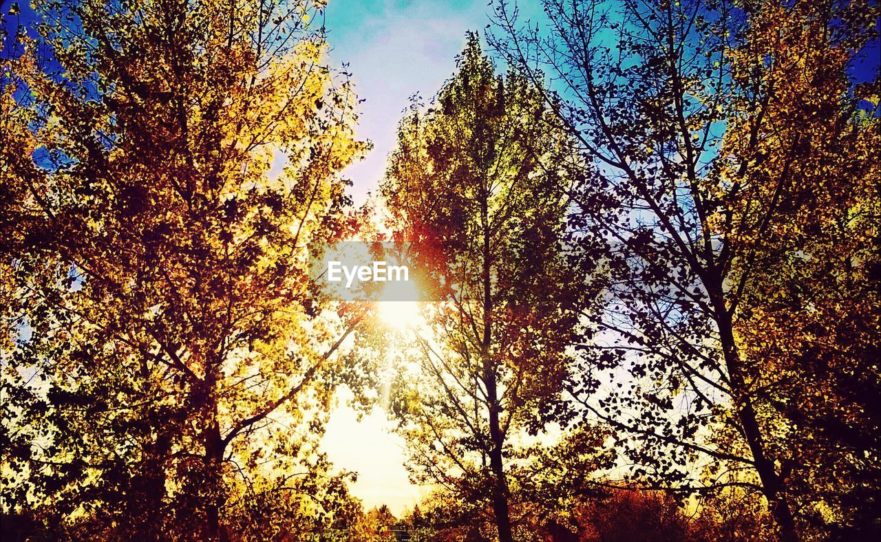 Low angle view of trees in forest against bright sun during autumn