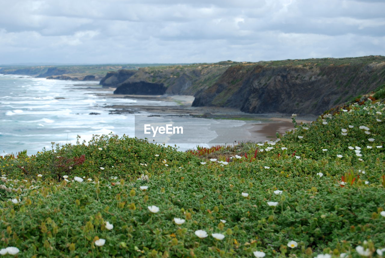 Flowering plants against sea and hill