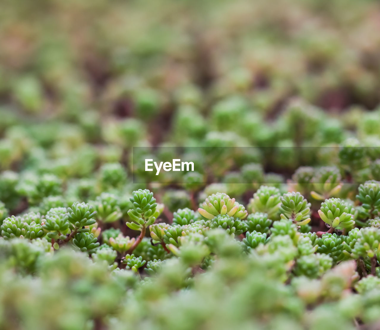 Full frame shot of plants