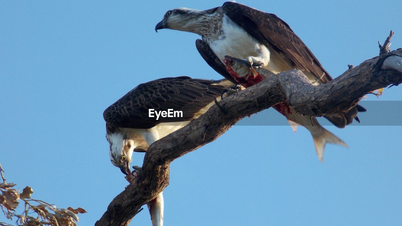 Low angle view of osprey perching on tree against sky eating fish