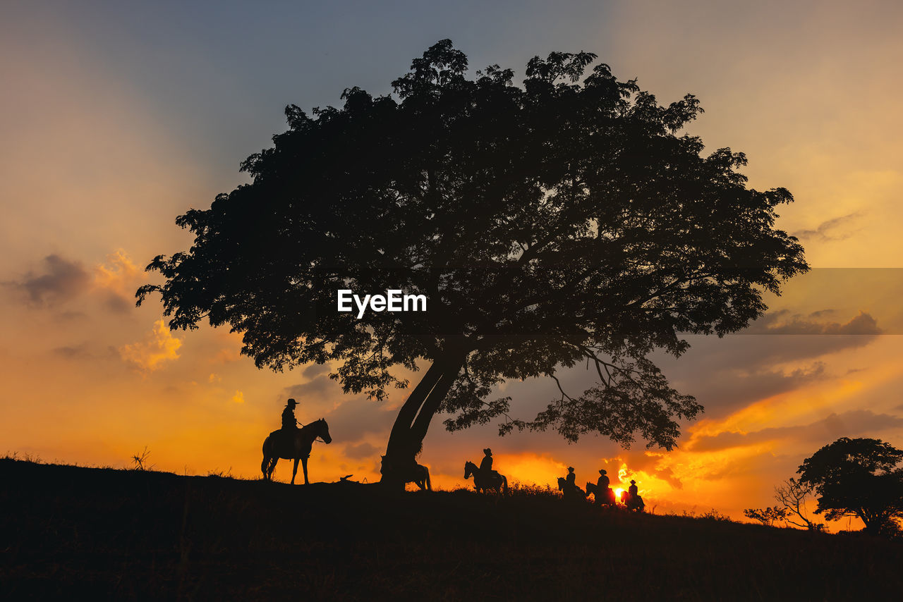 Cowboy on horse silhouetted against a large tree