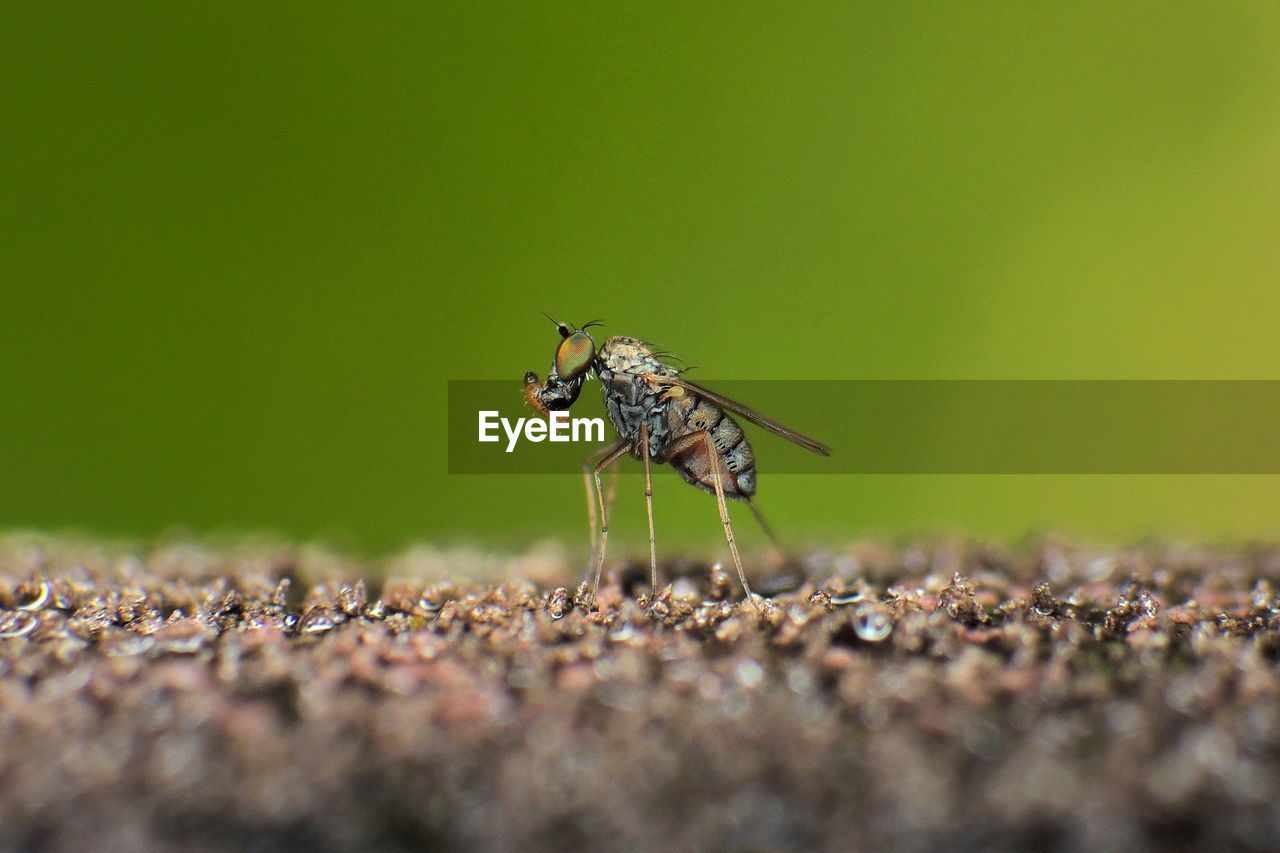 Close-up of insect on field