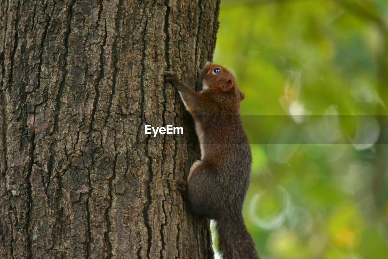 CLOSE-UP OF SQUIRREL