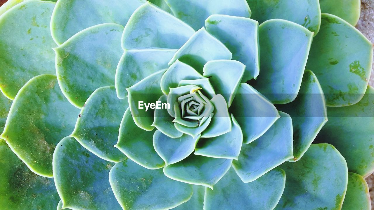 Close-up of succulent plant