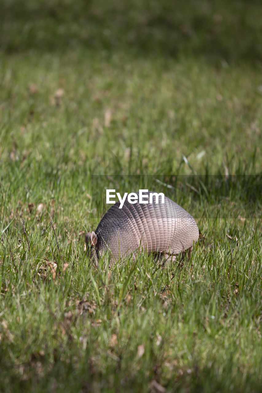 Nine-banded armadillo dasypus novemcinctus foraging for insects in green grass in an open field