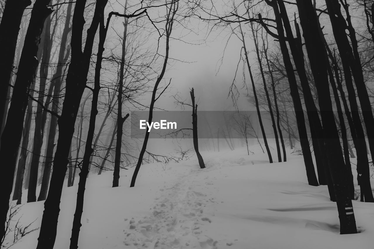 BARE TREES ON SNOW COVERED LAND DURING WINTER