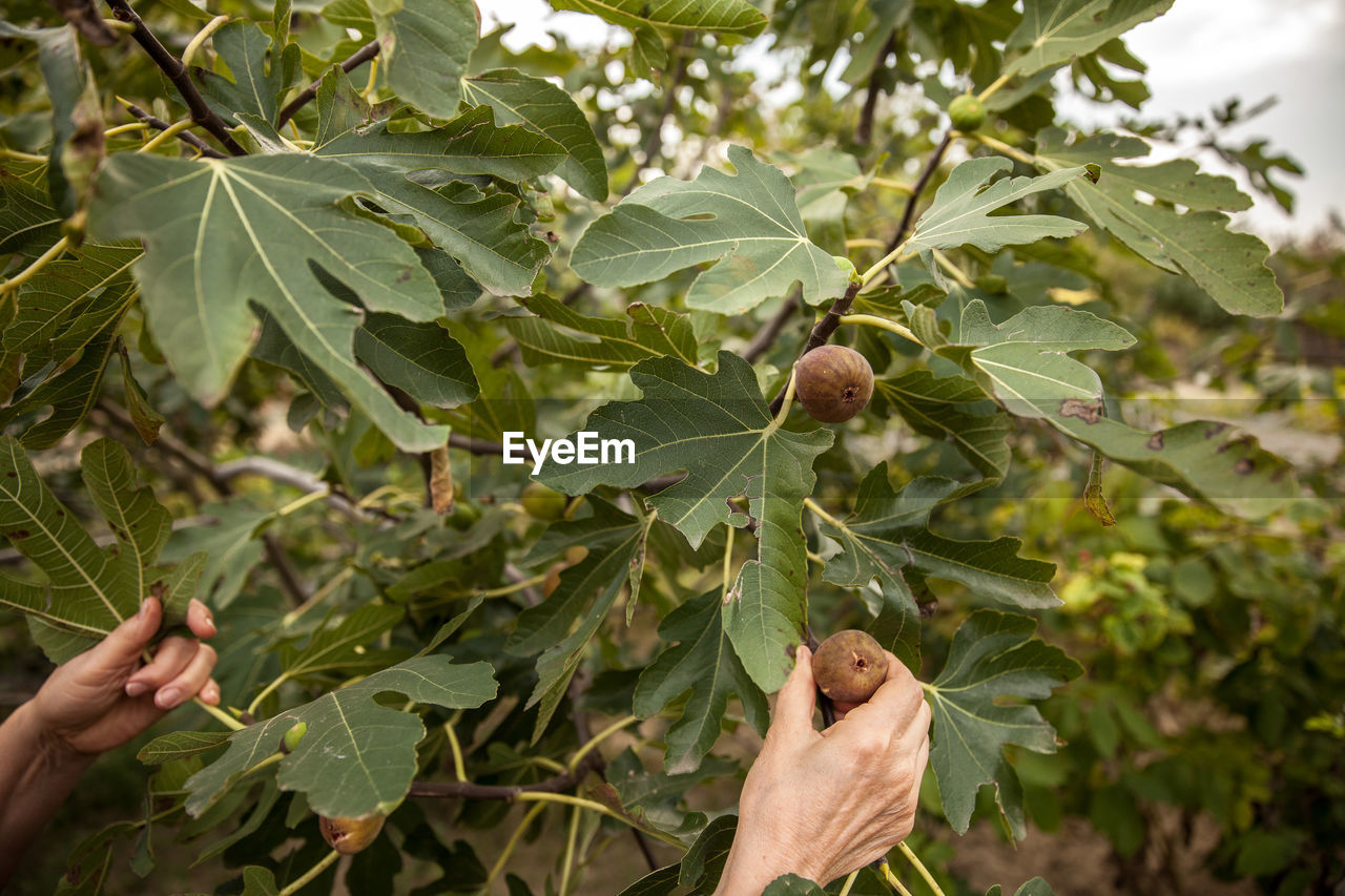 Cropped hand picking fig from branch