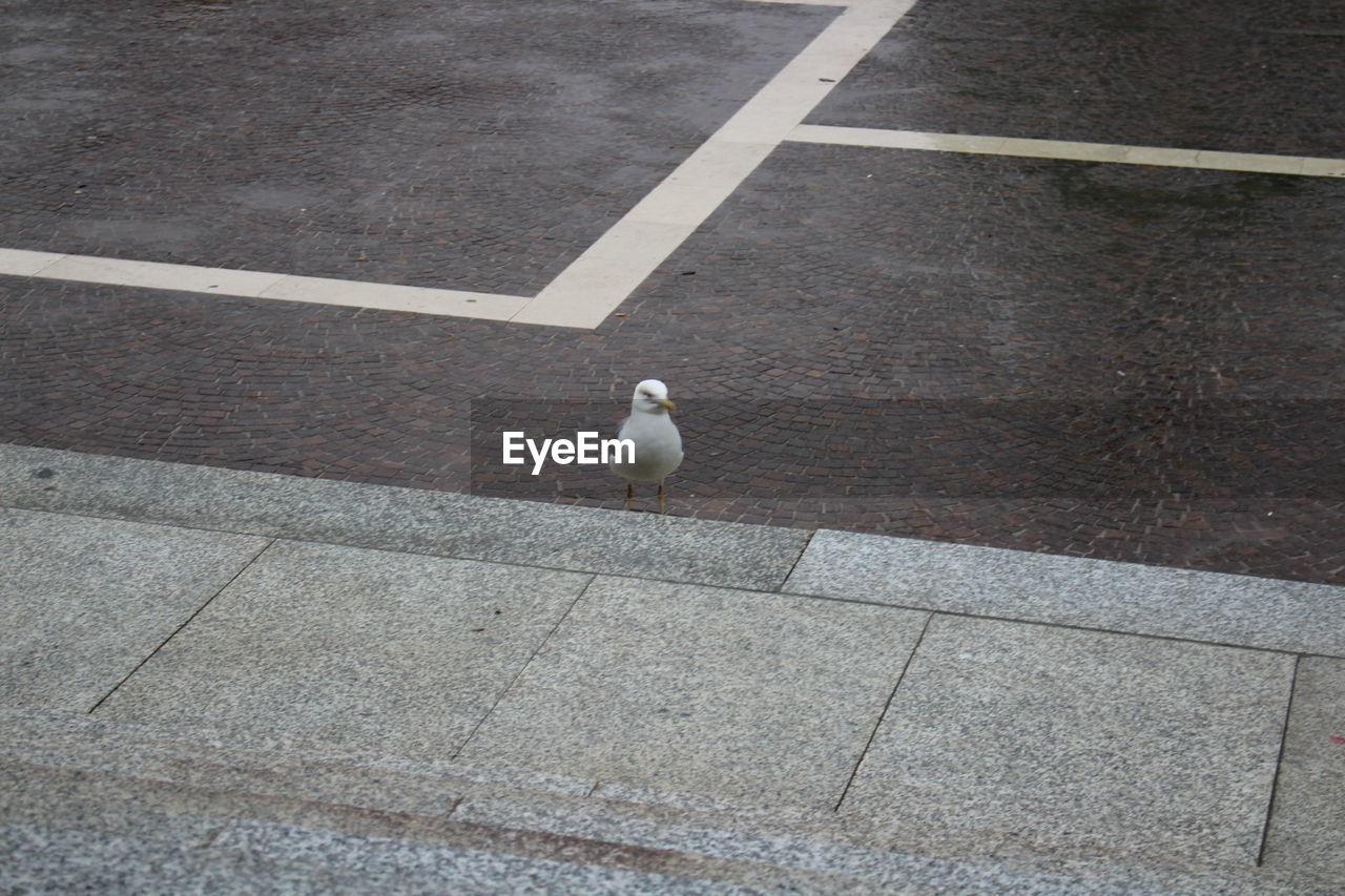 HIGH ANGLE VIEW OF BIRD PERCHING ON FOOTPATH