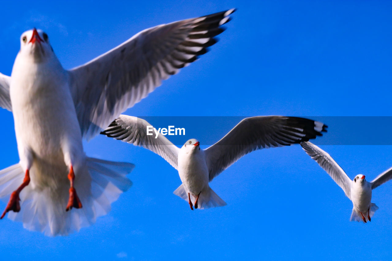 LOW ANGLE VIEW OF SEAGULLS AGAINST BLUE SKY