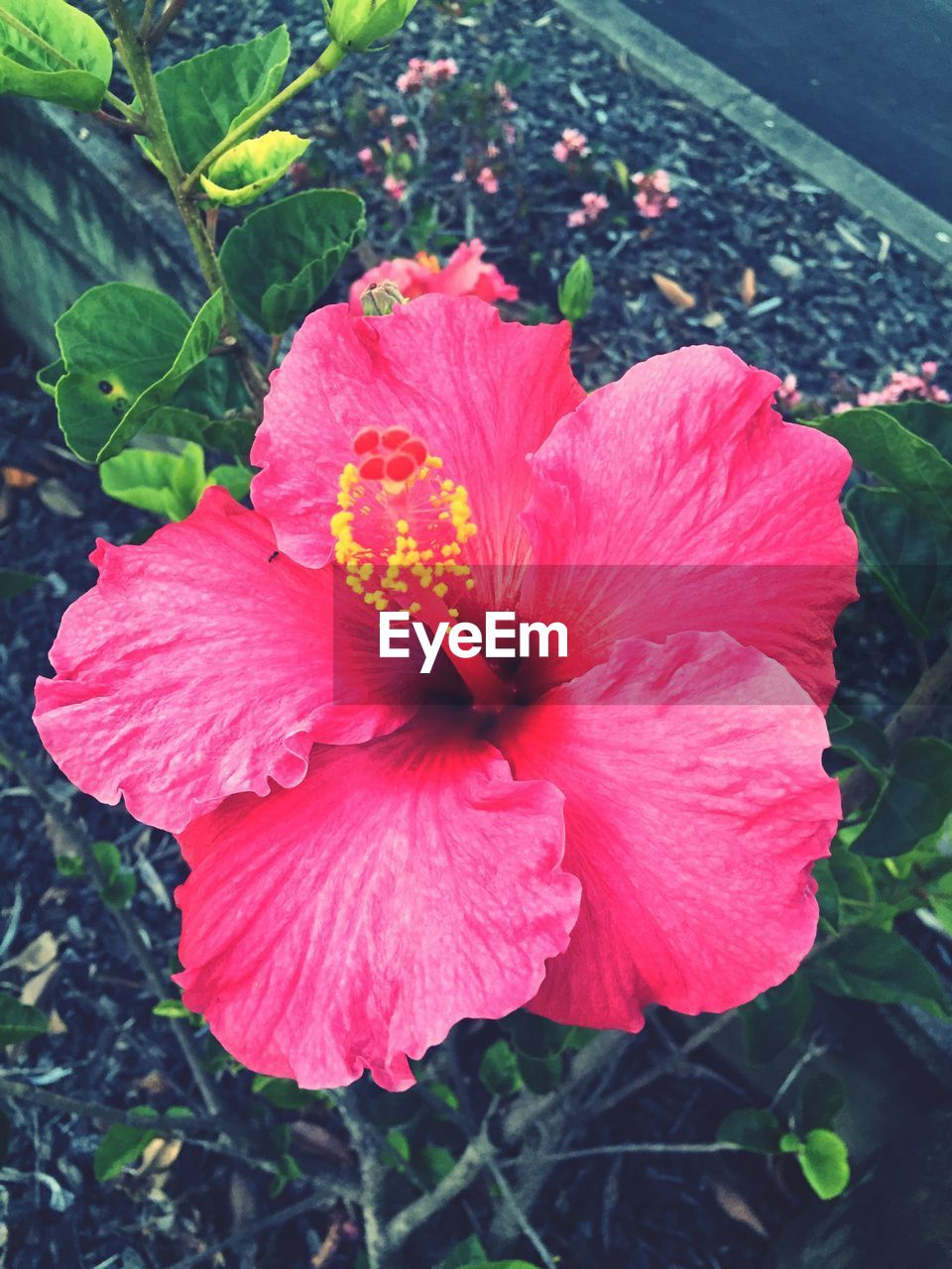 CLOSE-UP OF HIBISCUS BLOOMING