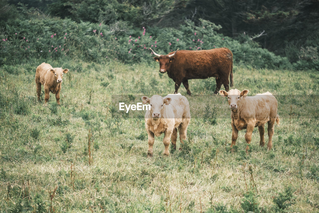 Cows on field