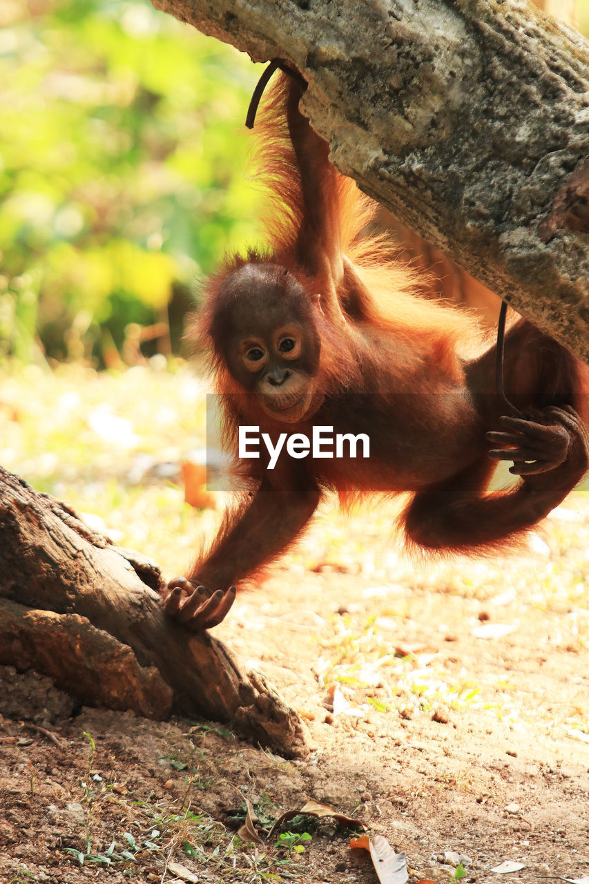 Orangutan hanging on tree