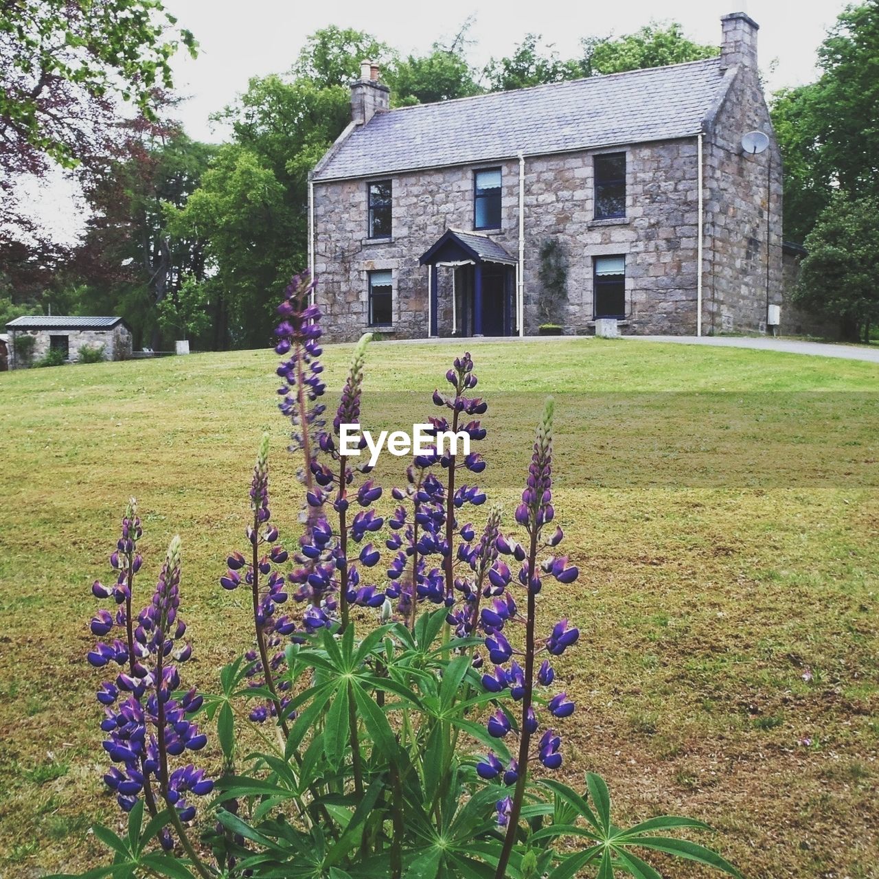 PLANTS GROWING ON LAWN