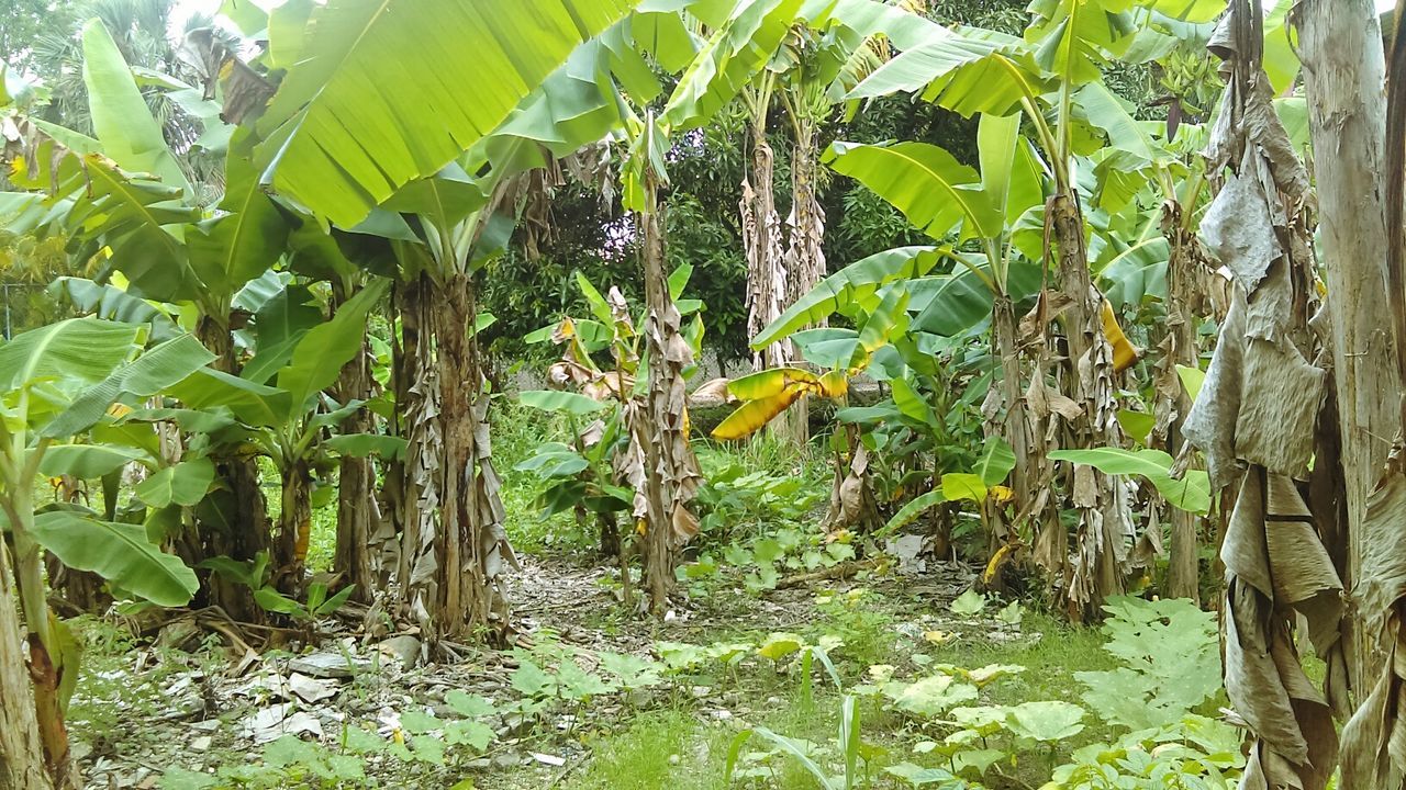 VIEW OF PLANTS IN THE FIELD