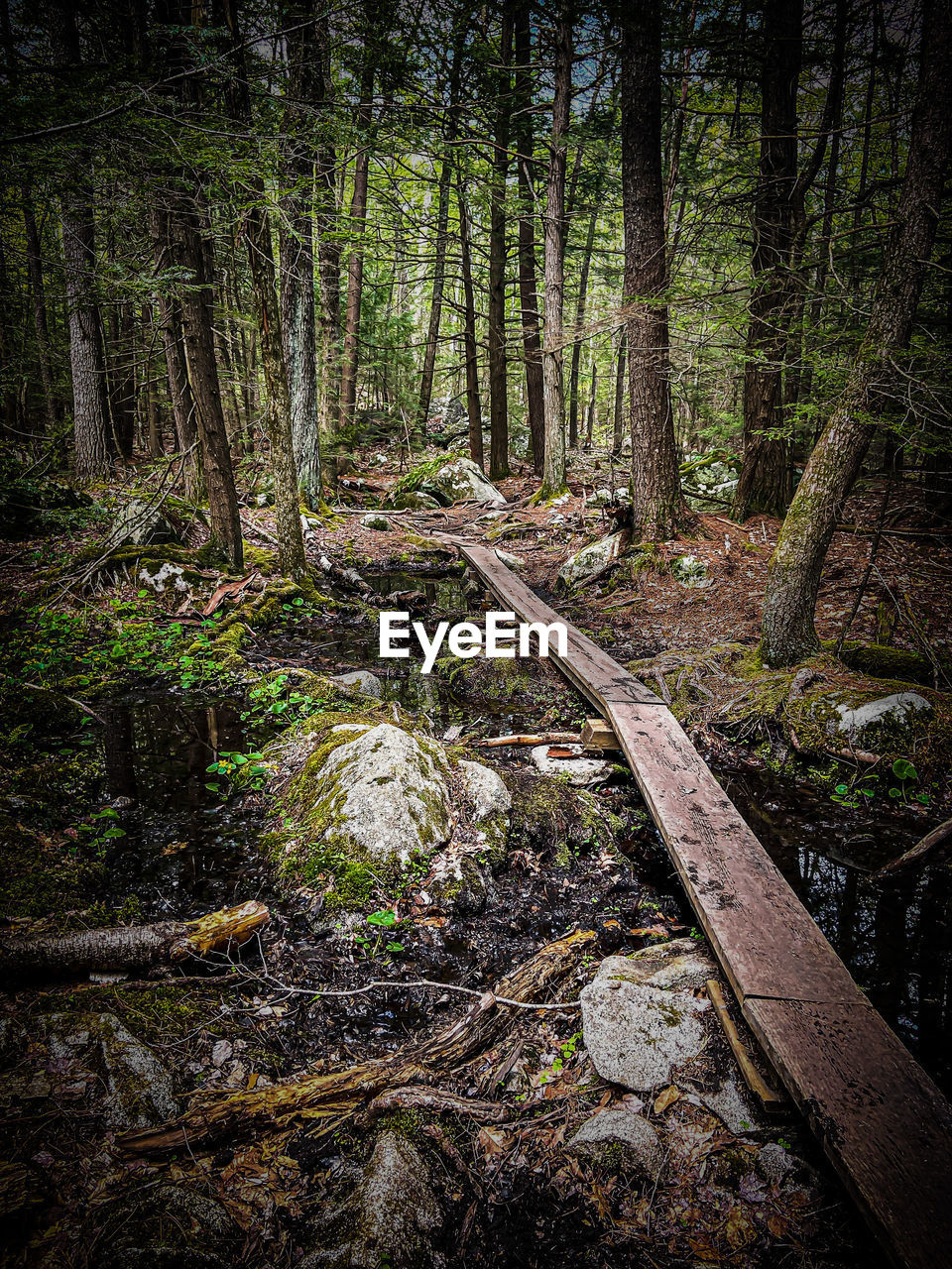 PLANTS GROWING ON LAND IN FOREST