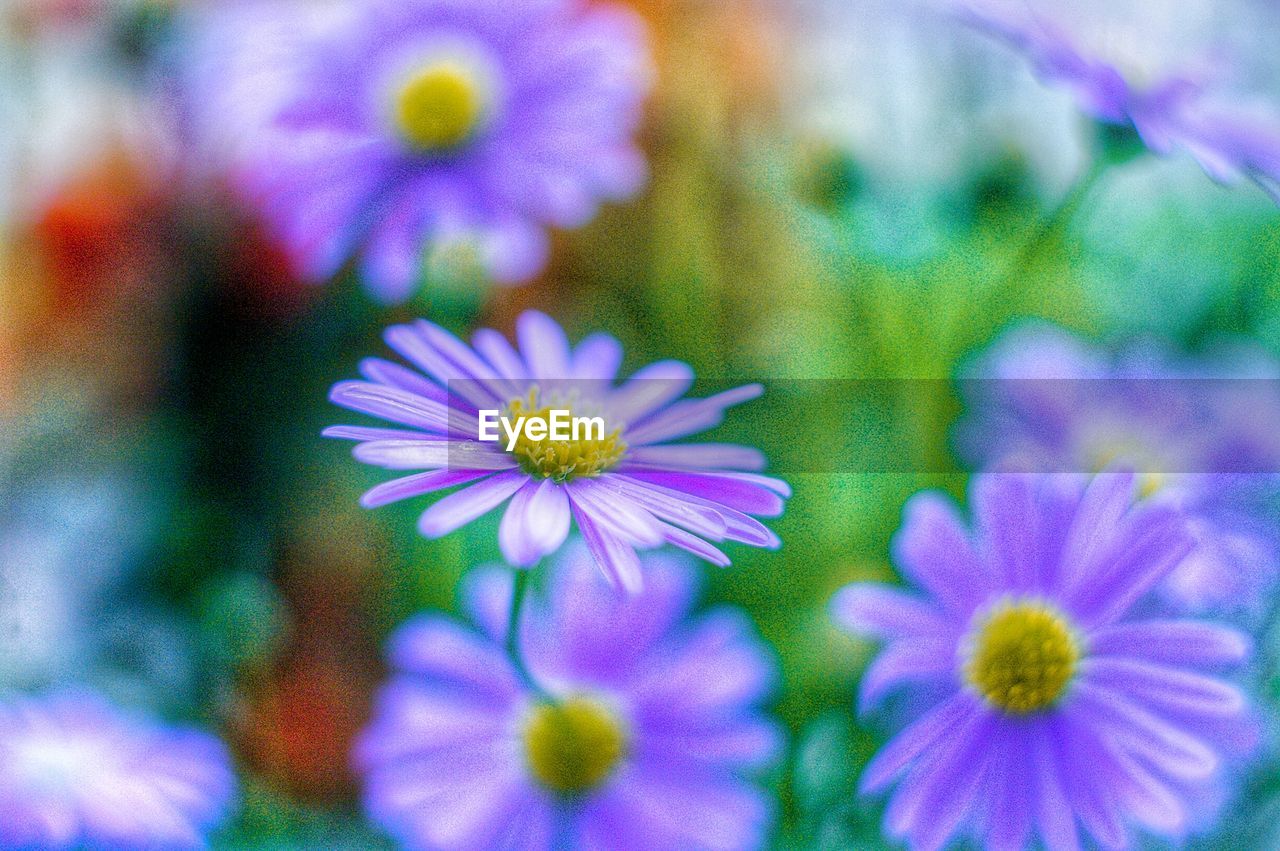 CLOSE-UP OF PURPLE FLOWER BLOOMING OUTDOORS