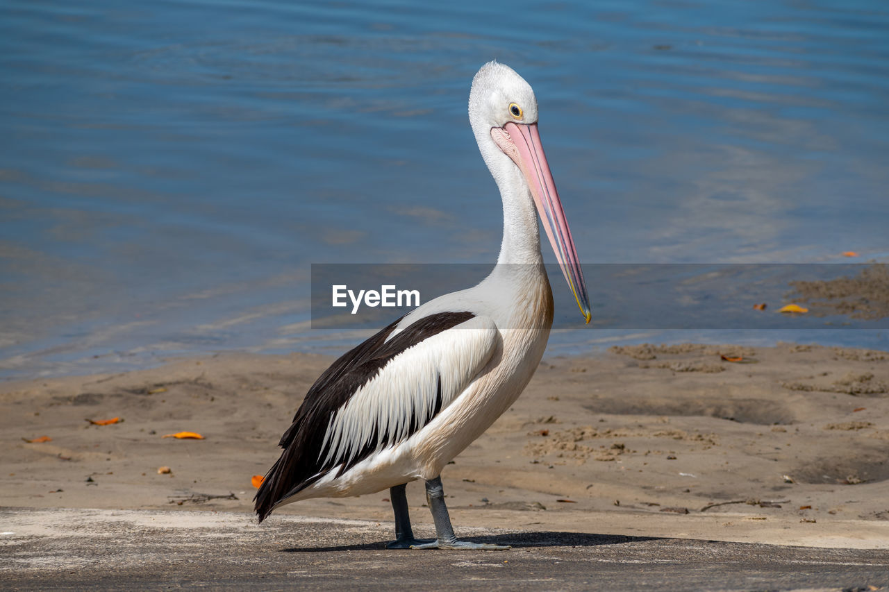 Australian pelican pelecanus conspicillatus standing on the ocean shore in queensland, australia
