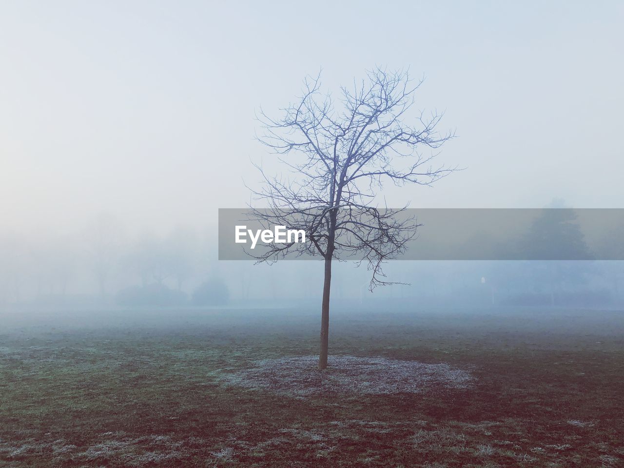 Bare tree on landscape against sky