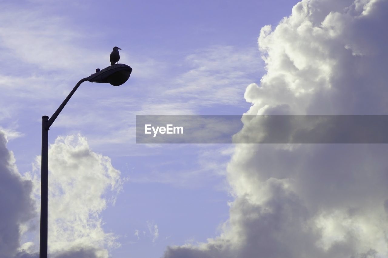 LOW ANGLE VIEW OF BIRD PERCHING ON SKY