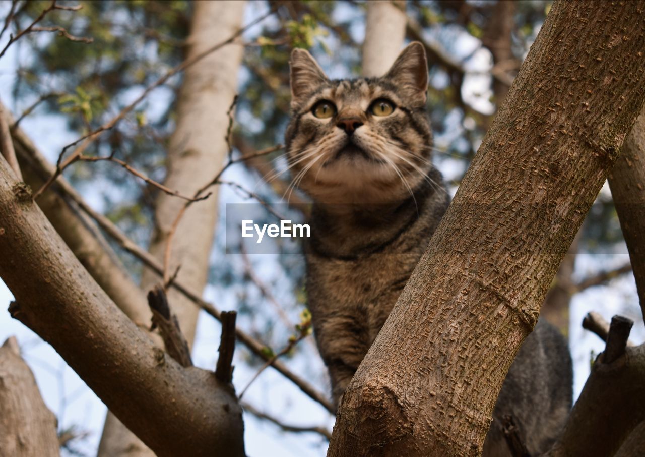 Low angle view of cat on tree trunk