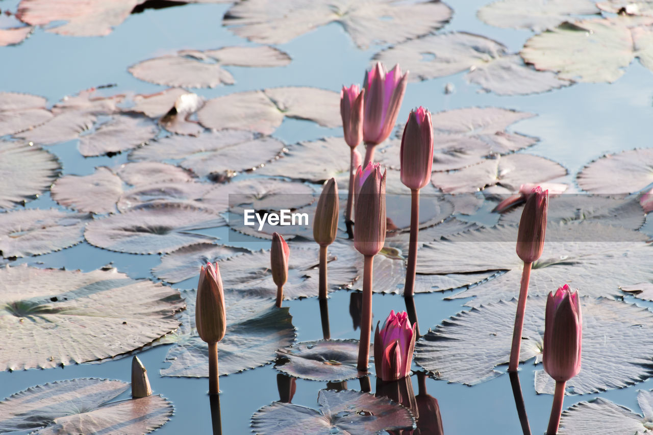 VIEW OF LOTUS WATER LILY IN LAKE