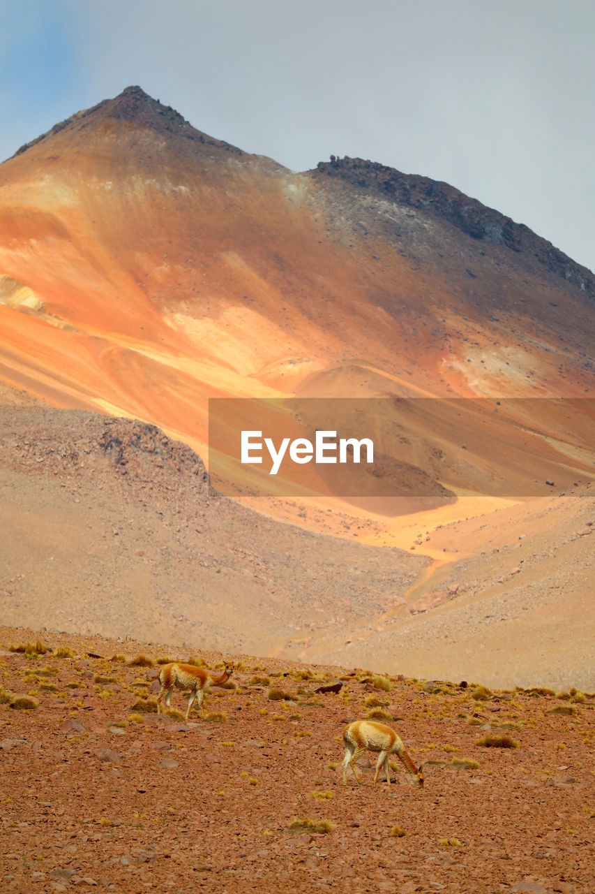 Scenic view of desert against sky