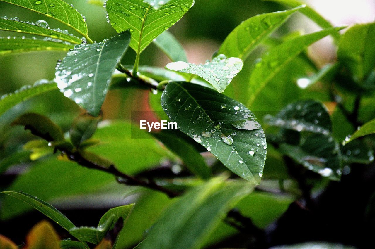 Close-up of wet leaves