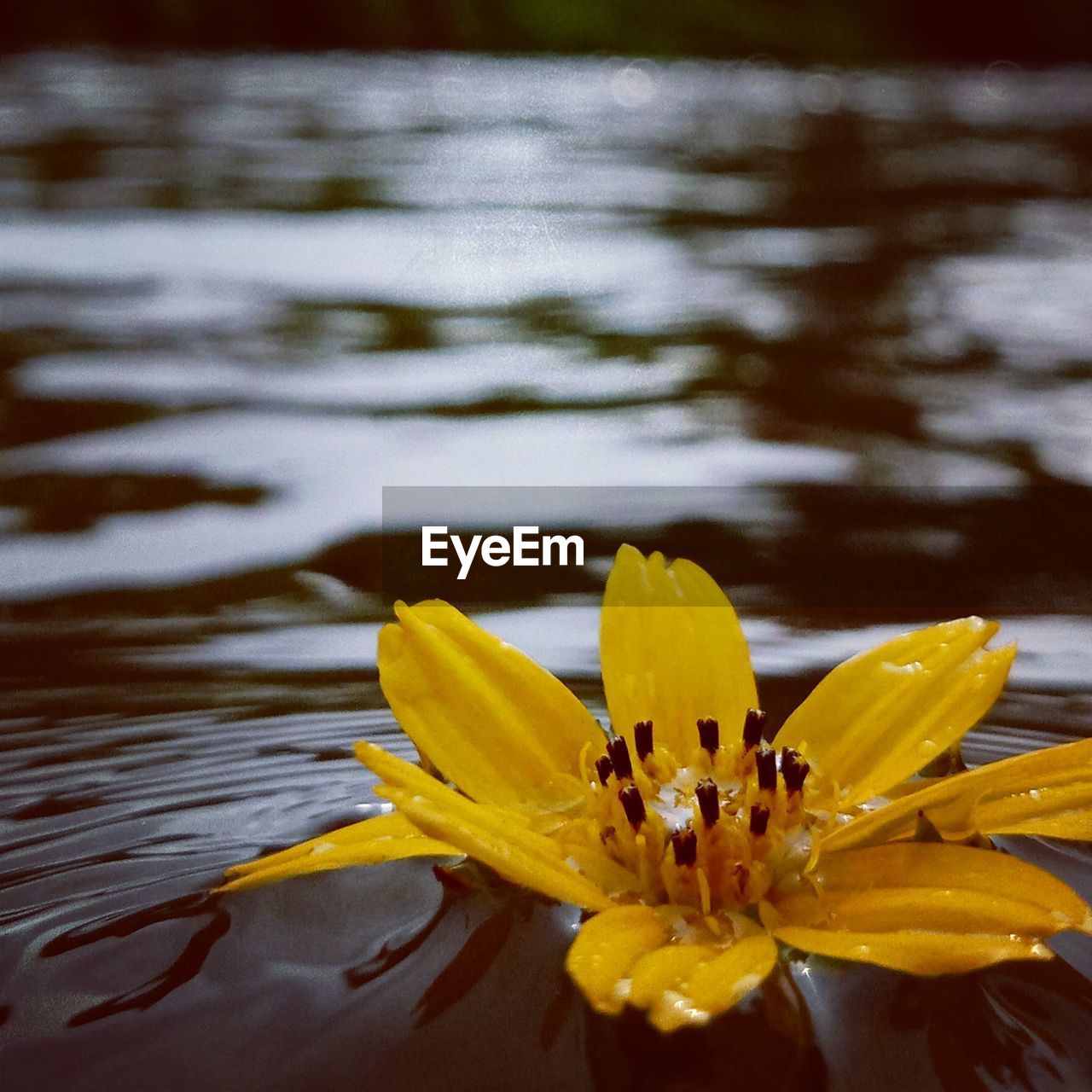 CLOSE-UP OF YELLOW FLOWERING PLANT AGAINST WATER