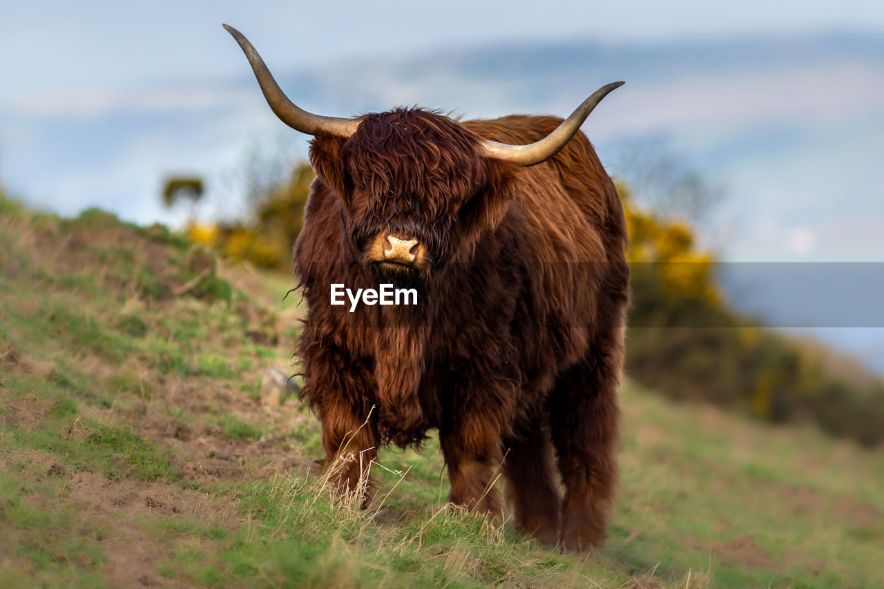 Highland cow standing in a field 