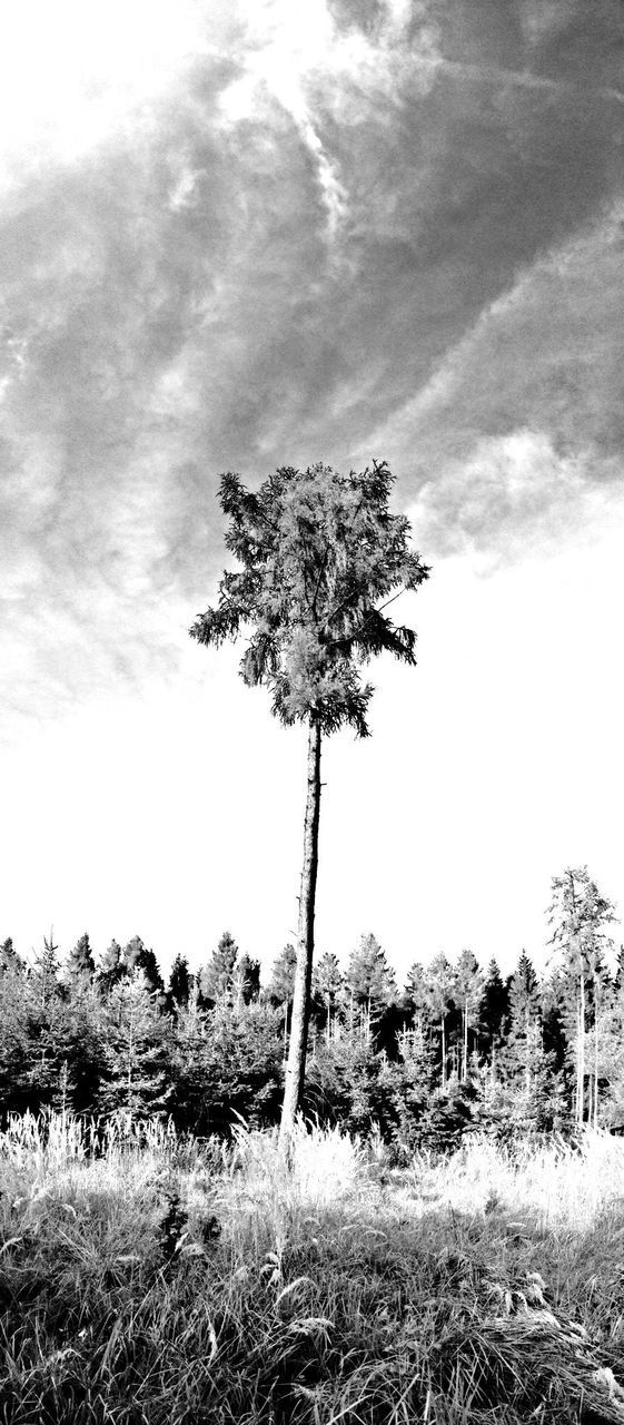 LOW ANGLE VIEW OF TREES ON LANDSCAPE