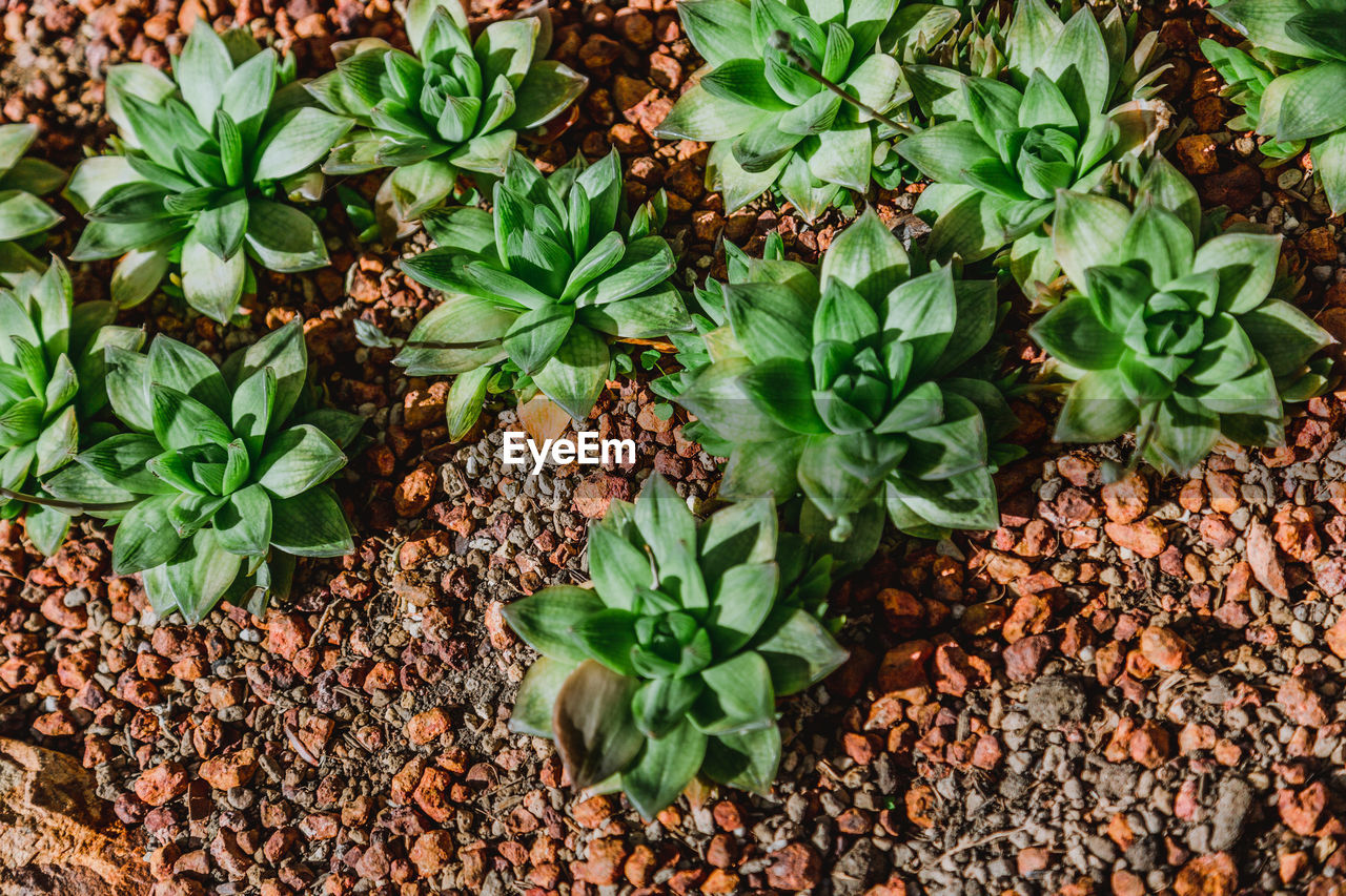 High angle view of plants growing on field