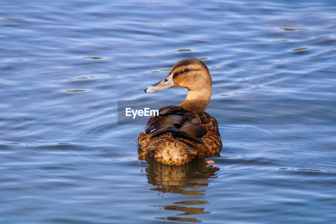 Duck swimming in lake