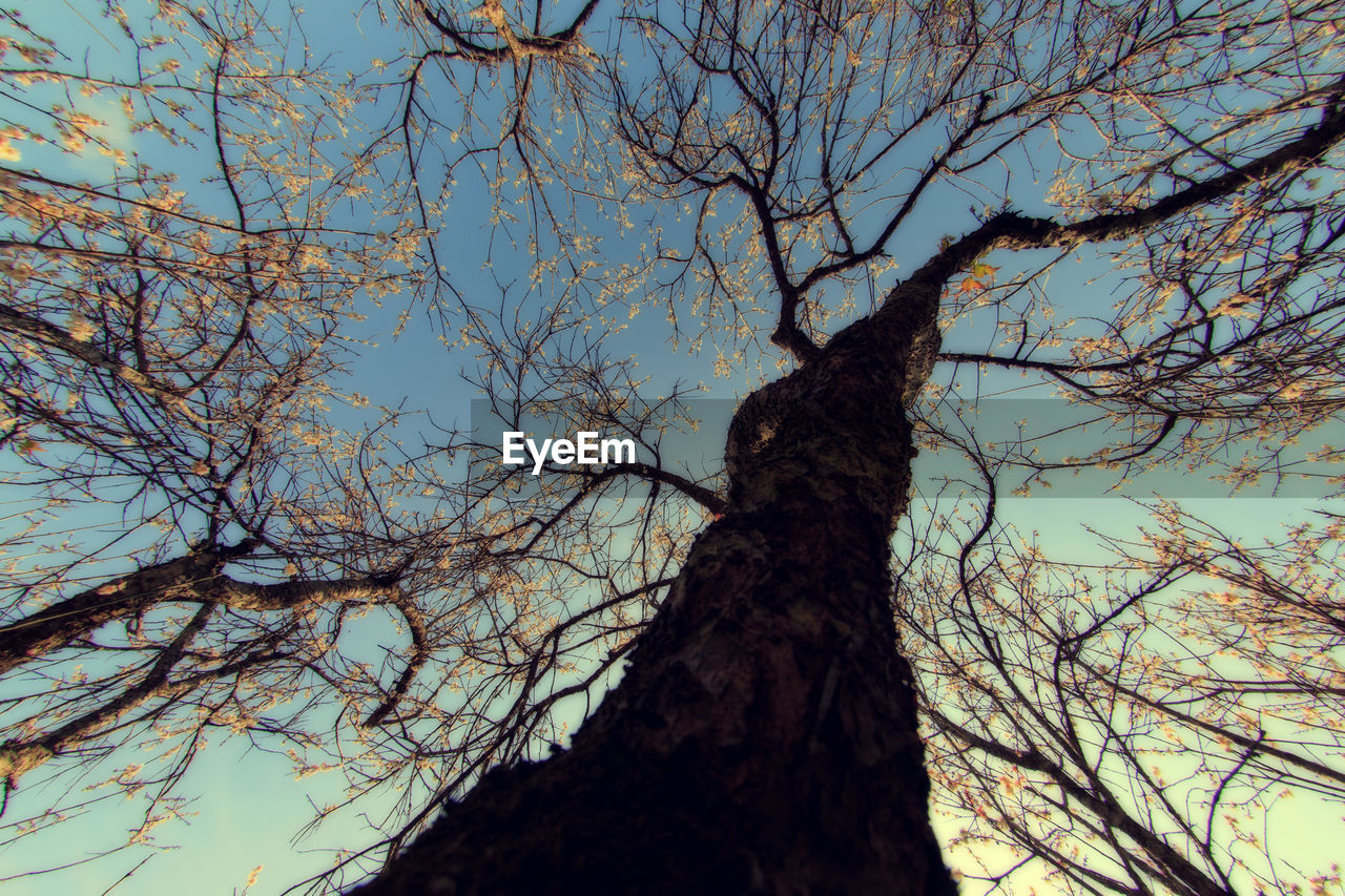 LOW ANGLE VIEW OF TREES AGAINST SKY