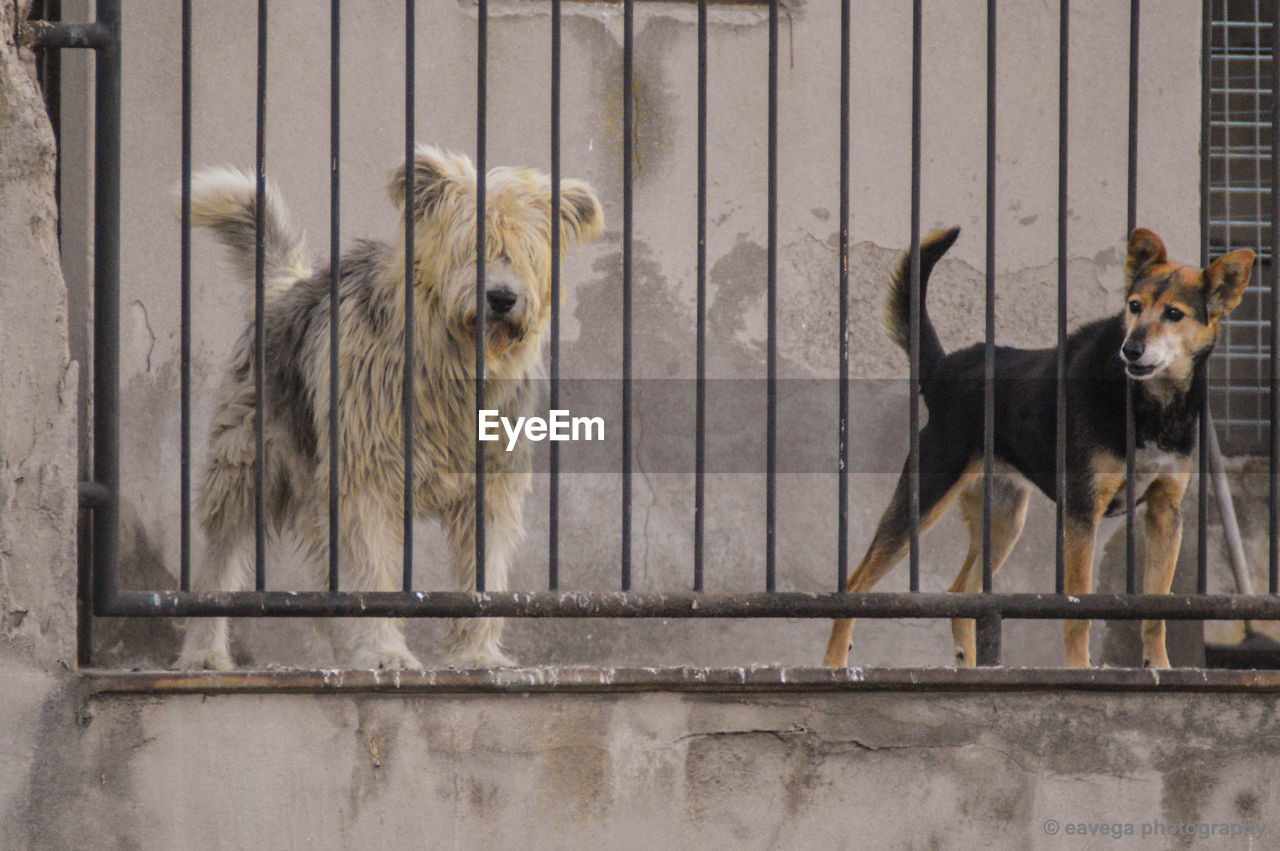 DOGS IN A FENCE AGAINST THE WALL